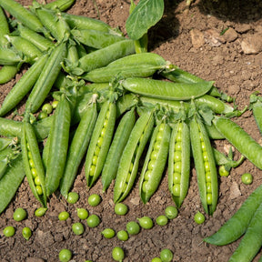 Stamdoperwt 'Kelvedon Wonder'