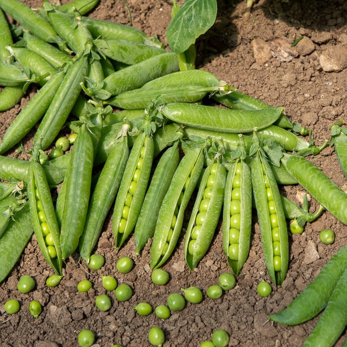 Stamdoperwt 'Kelvedon Wonder'