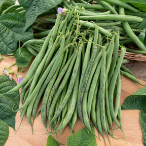 Naaldboon 'Triomphe de Farcy' - Phaseolus vulgaris nain fin triomphe de farcy - Willemse