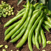 Tuinboon 'Aguadulce'