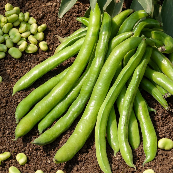 Tuinboon 'Aguadulce'