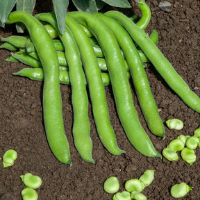 Tuinboon 'Aguadulce'