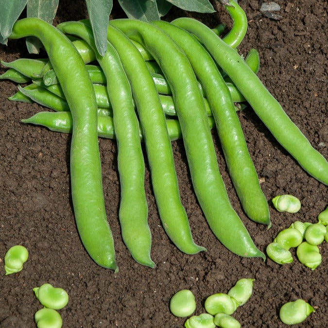 Tuinboon 'Aguadulce'