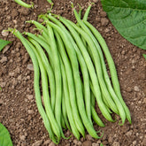 Sperzieboon 'Novirex' - Phaseolus vulgaris Novirex - Willemse