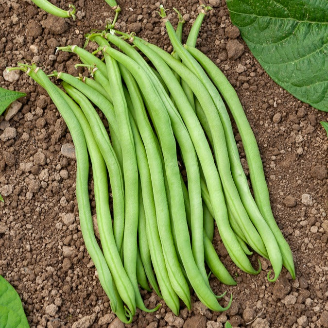 Sperzieboon 'Novirex' - Phaseolus vulgaris Novirex - Willemse