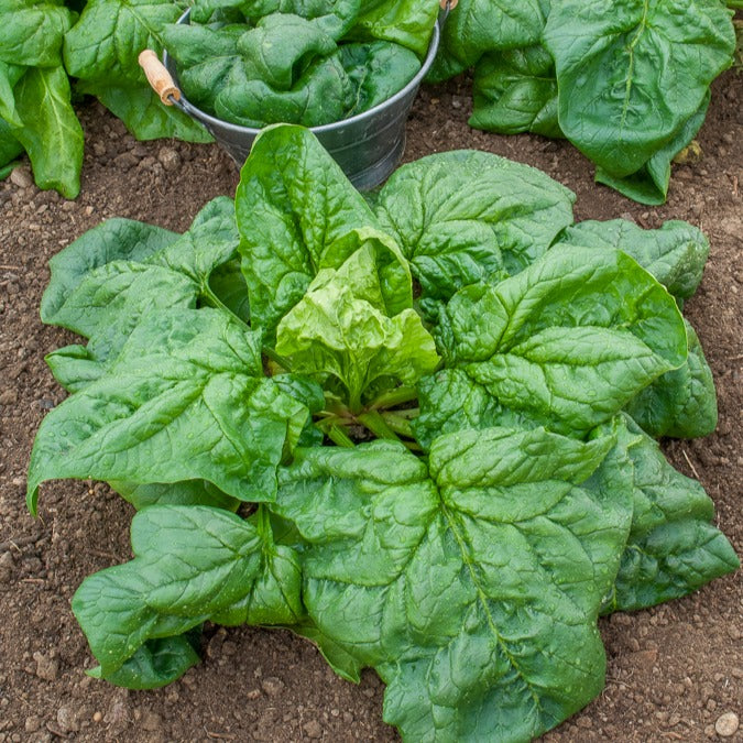 Spinazie 'Gigante d'Inverno