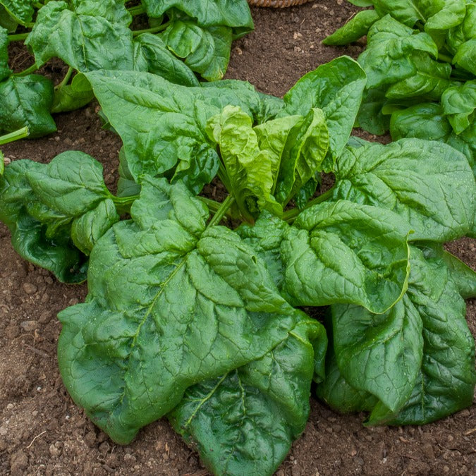 Winterspinazie  - BIO - Epinard geant d'hiver - Willemse