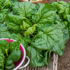 Spinazie 'Gigante d'Inverno - Spinacia oleracea géant d'hiver - Willemse