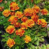 Afrikaantje 'Honeycomb' - Tagetes patula Honeycomb - Willemse
