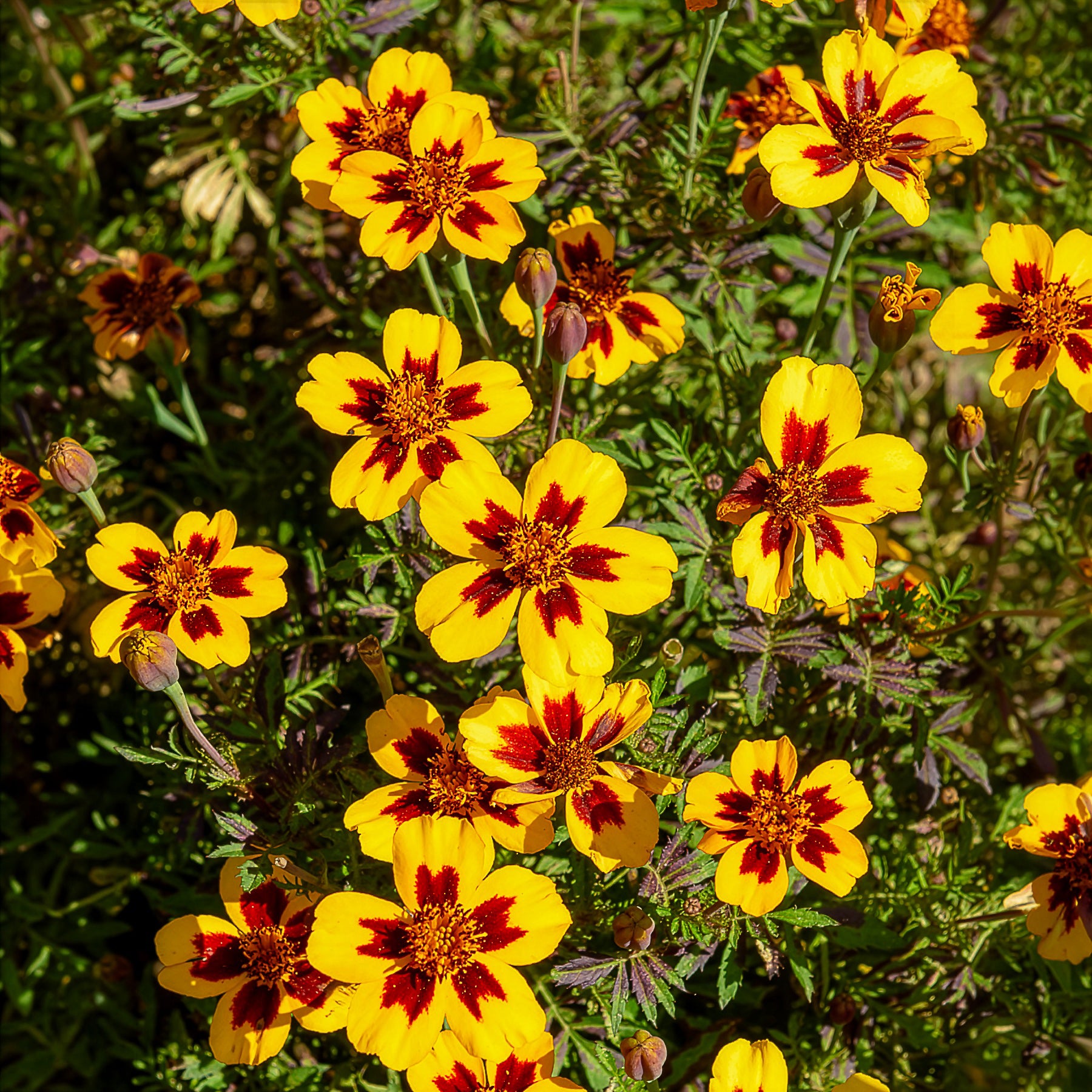 Afrikaantje 'Naughty Marietta' - Tagètes patula naughty marietta - Willemse