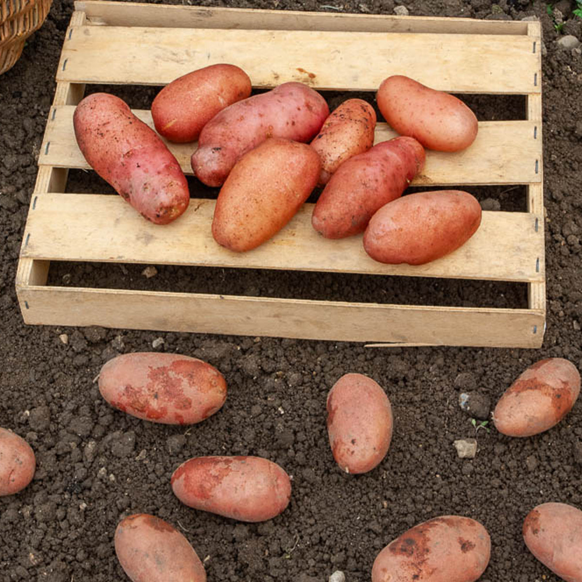 Aardappel 'Rose de France' - Solanum tuberosum rose de france (cirielle) - Willemse