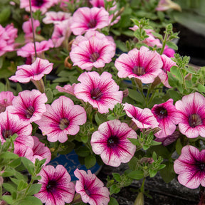 Hangpetunia - roze (x3) - Petunia - Willemse
