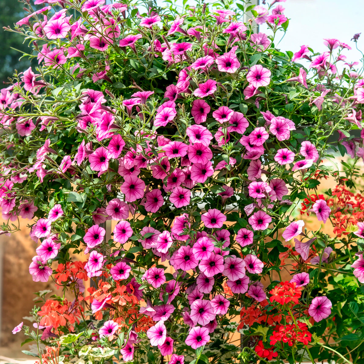Petunia - Hangpetunia - roze (x3) - Petunia en Calibrachoa