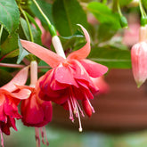 Bellenplant 'Bicentennial' (x3) - Willemse