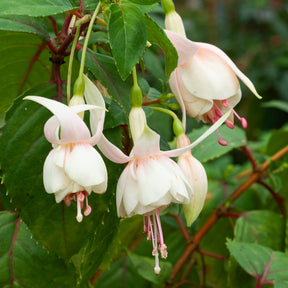 Fuchsia 'Annabel' - winterhard (x3) - Willemse