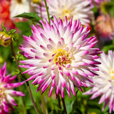 Dahlia 'Haley Jane' (x3) - Willemse