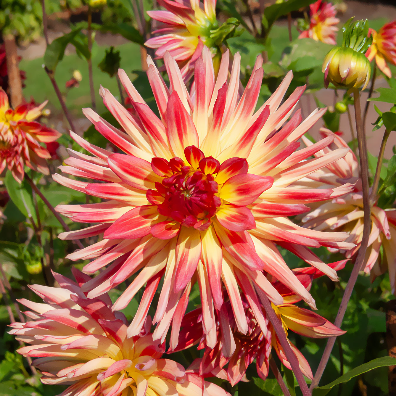 Cactus Dahlia 'Firebird' (x3) - Dahlia cactus oiseau de feu - Willemse