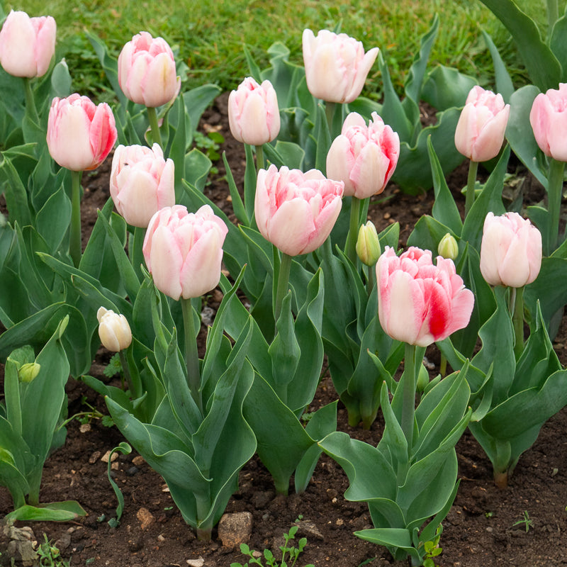 Tulpen - Dubbelbloemige tulp 'Angélique' (x10) - Tulipa angélique