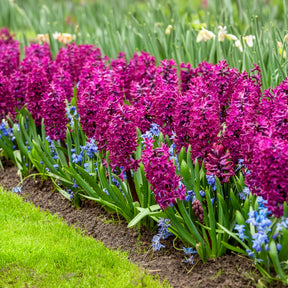 Hyacinthen 'Woodstock' (x6)
