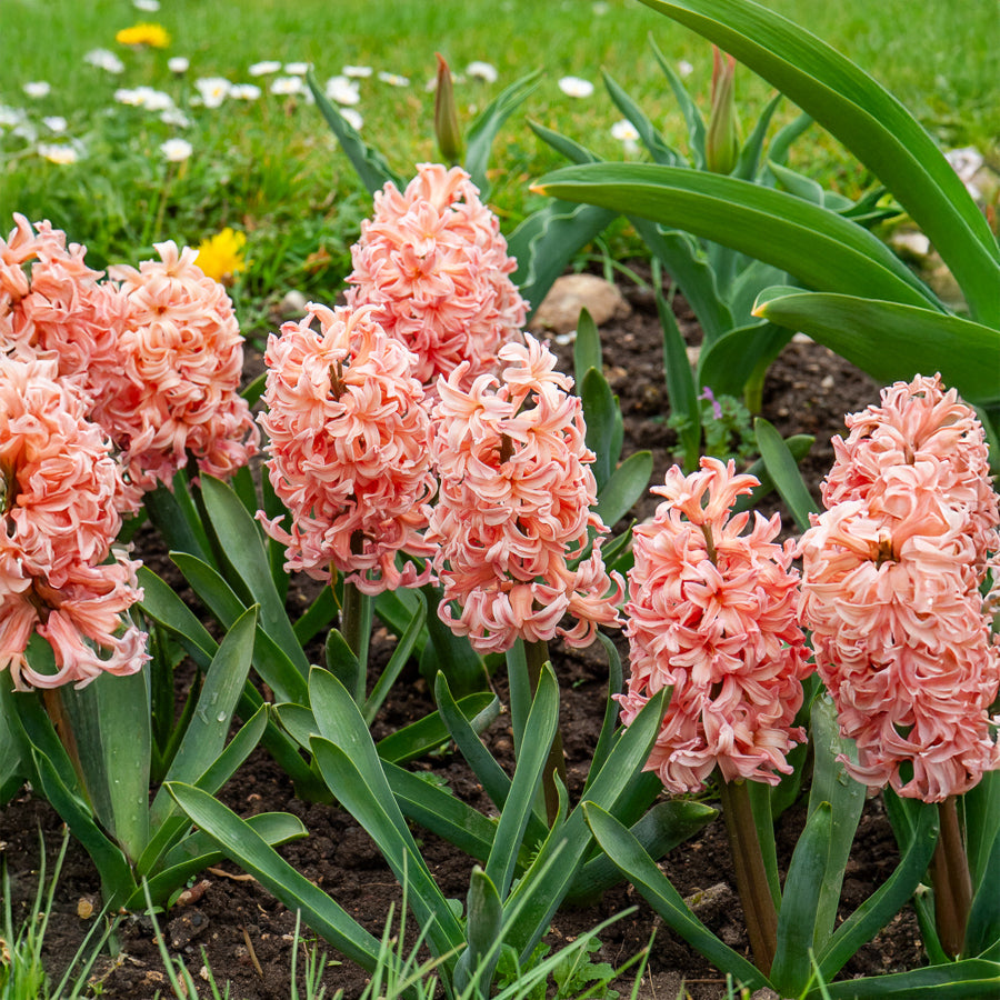 Hyacinthen 'Gipsy Queen' (x6) - Hyacinthus orientalis gipsy queen - Willemse