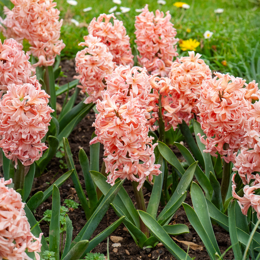 Hyacinthen 'Gipsy Queen' (x6) - Willemse