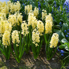 Hyacinthen 'City of Haarlem' (x6) - Willemse