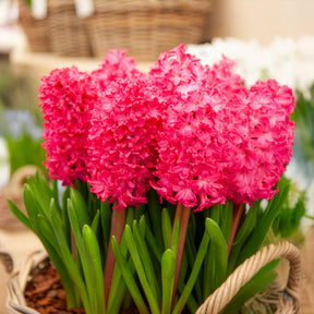 Hyacint - Hyacinthen 'Jan Bos' (x6) - Hyacinthus orientalis Jan Bos
