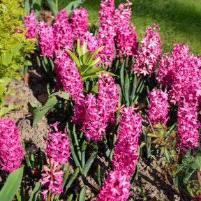 Hyacinthus orientalis Jan Bos - Hyacinthen 'Jan Bos' (x6) - Hyacint