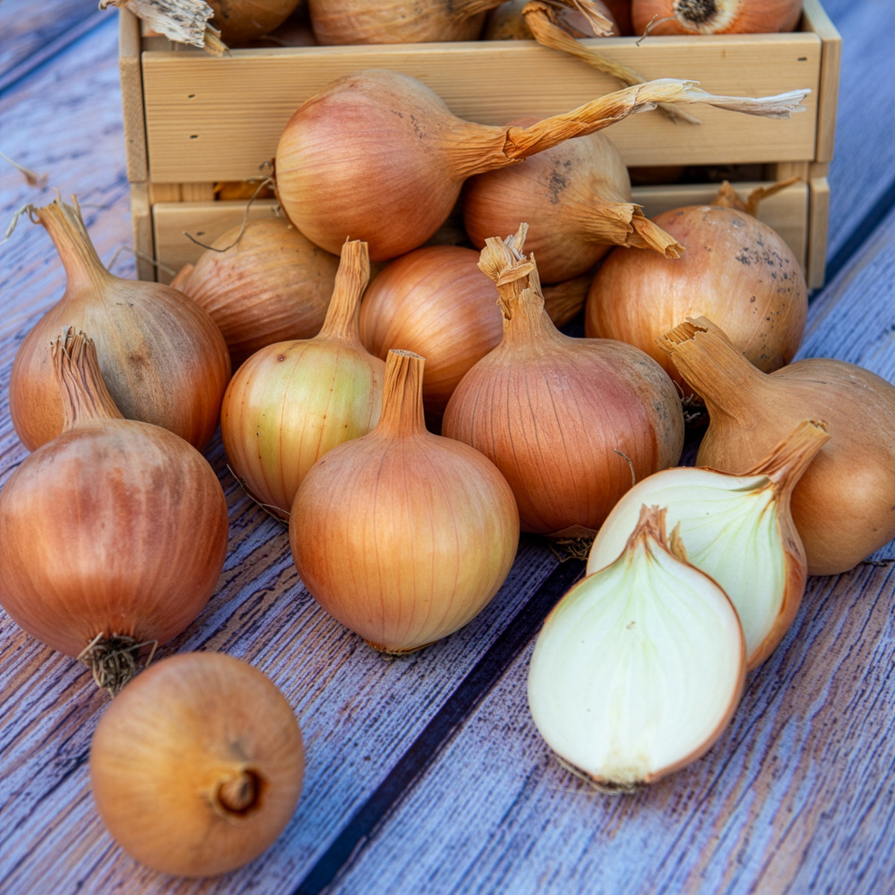 Verkoop Ui 'Centurion F1' - Allium cepa centurion f1