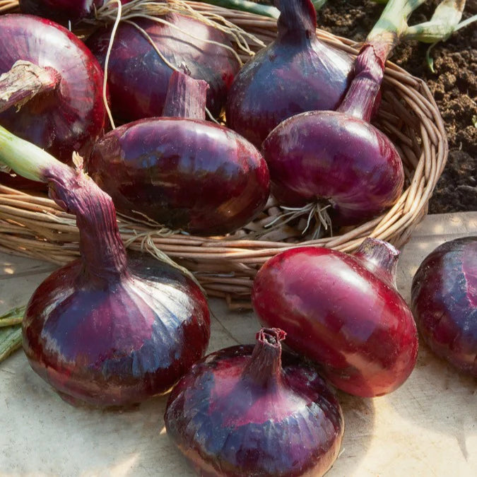 Rode ui 'Brunswick' - Allium cepa de brunswick - Willemse