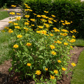 Zonneoog (x5) - Heliopsis scabra - Willemse
