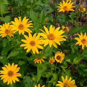 Zonneoog (x5) - Willemse