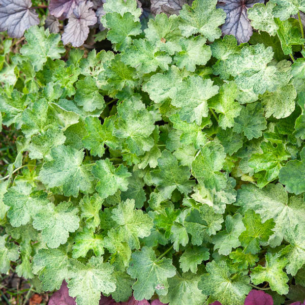 Purperklokje 'Hercules'® (x3) - Willemse