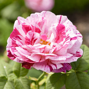 Historische roos 'Ferdinand Pichard' (Bourbon) - Willemse