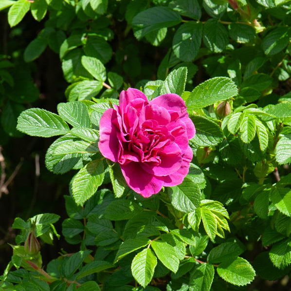 Collectie van 2 botanische rozen (x2) - Rosa rugosa hansa , boule de neige - Willemse