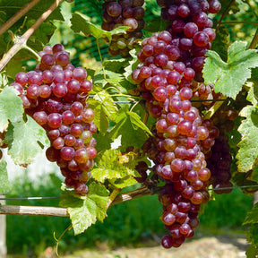 Vitis vinifera Chasselas rose - Druif 'Chasselas Rosé' - Druif