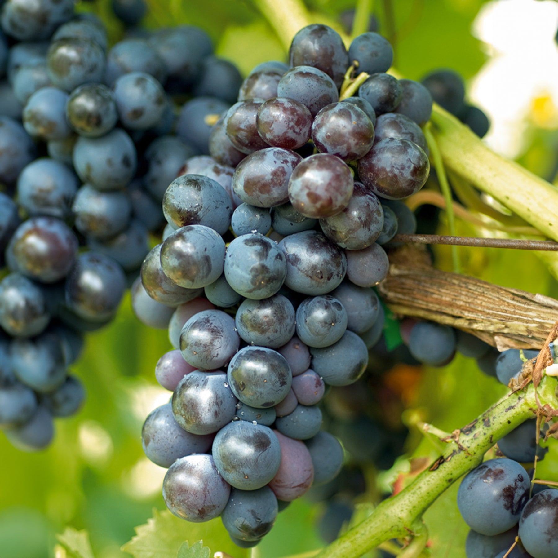 Blauwe druif 'Muscat de Hambourg' - Vitis vinifera muscat de hambourg - Druiven