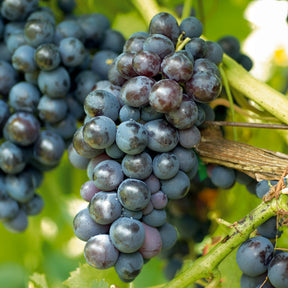 Blauwe druif 'Muscat de Hambourg' - Vitis vinifera muscat de hambourg - Druiven