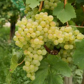 Druif 'Chasselas de Fontainebleau' - Willemse