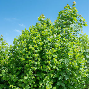 Corylus avellana - Hazelaar - groen - Hazelaar
