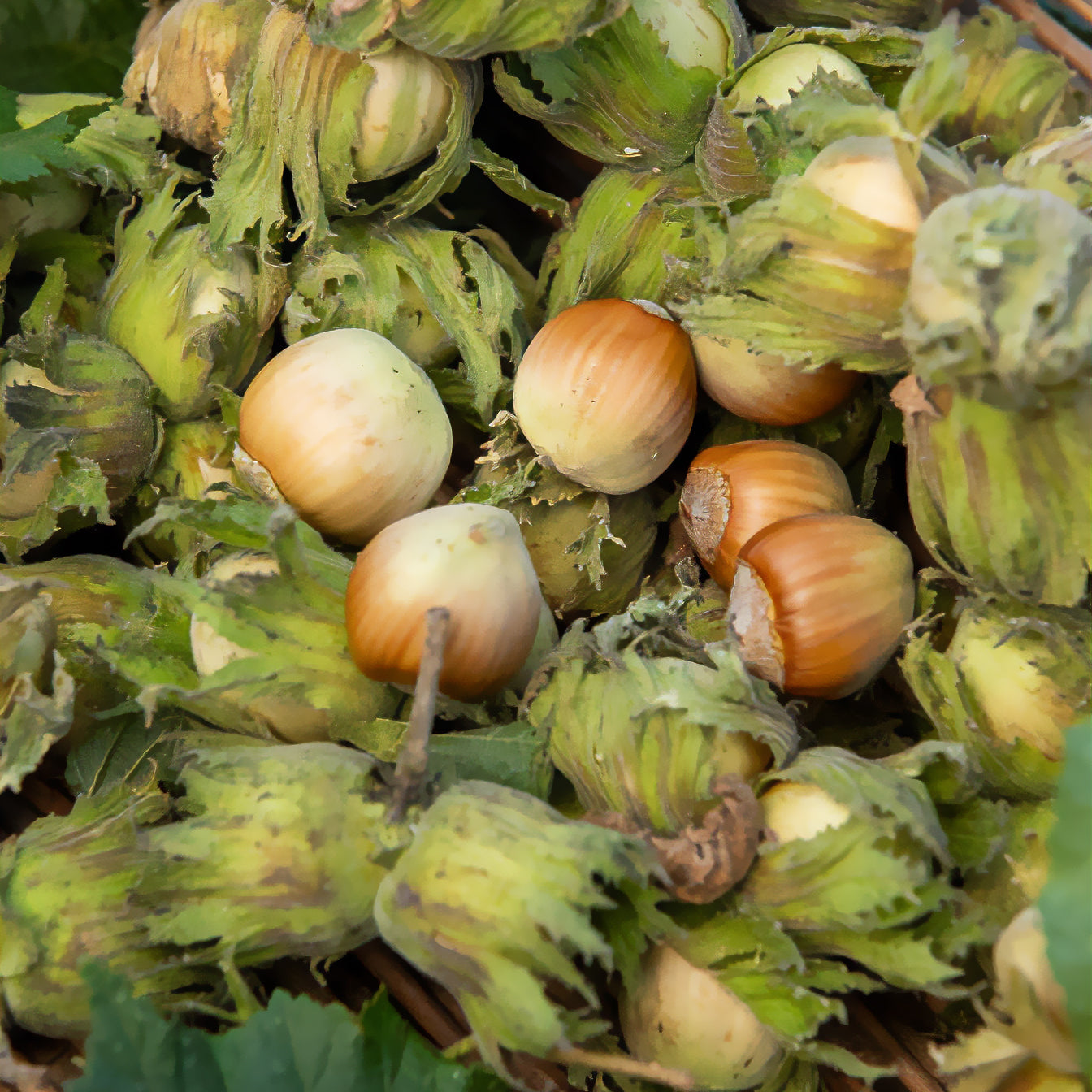 Hazelaar - groen - Willemse