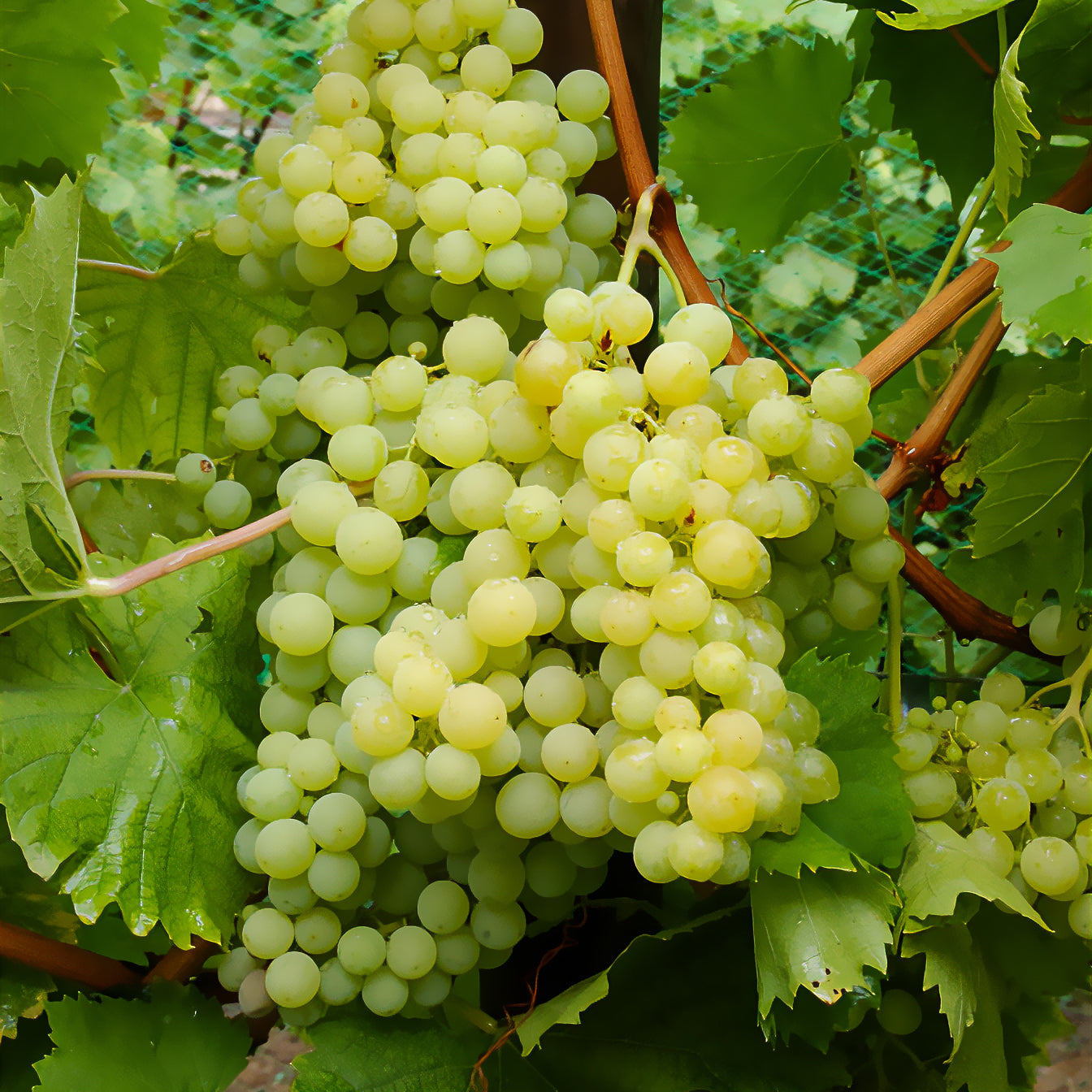 Druif 'Exalta' - Vitis vinifera exalta - Willemse