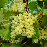 Druif 'Exalta' - Vitis vinifera exalta - Willemse