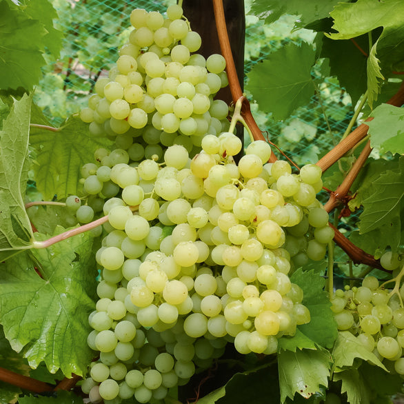 Druif - Druivenstruik Mix - Vitis vinifera Chasselas rose, Muscat de Hambourg, Exalta, Chasselas de Fontainebleau