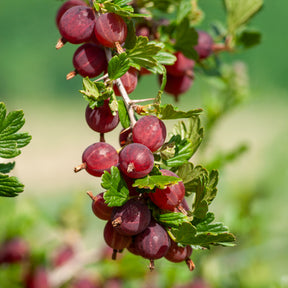 Kruisbes 'Winham's Industry' (x2) - Ribes uva-crispa winham's industry - Willemse
