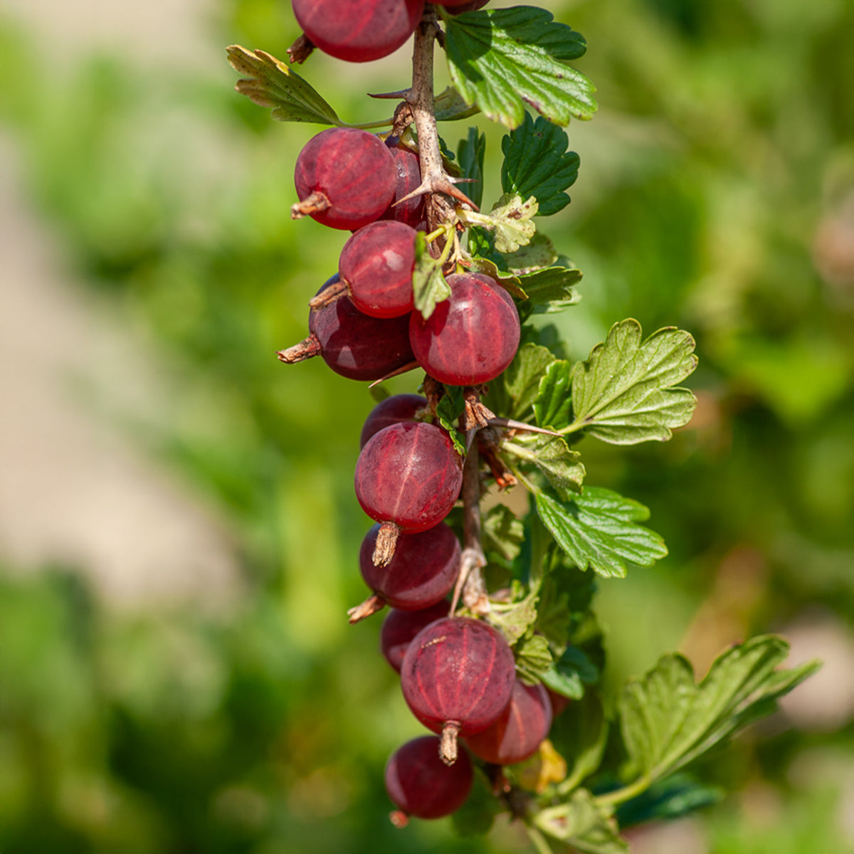 Kruisbes 'Winham's Industry' (x2) - Willemse