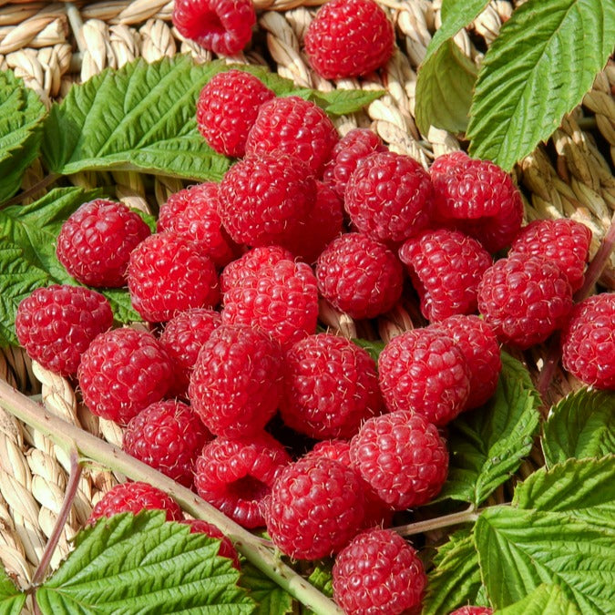 Framboos 'Heritage' - Willemse