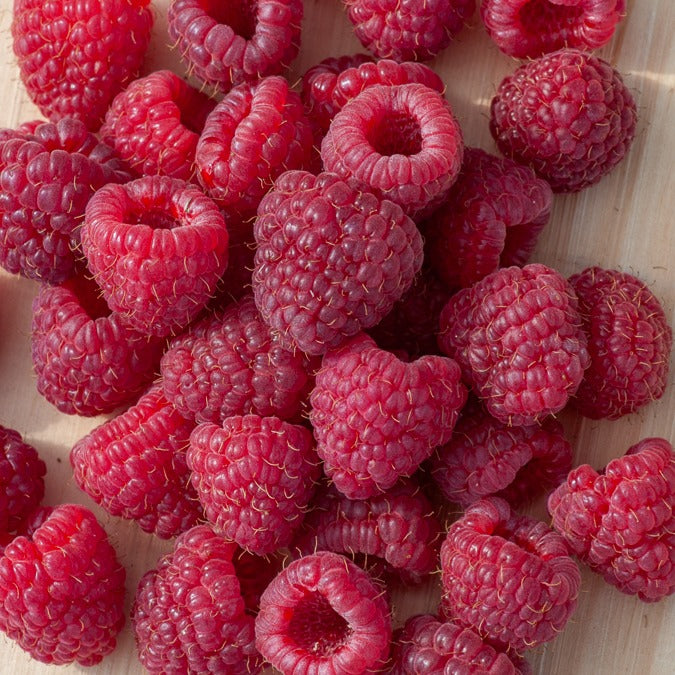 Verkoop Framboos 'Heritage' - Rubus idaeus Heritage