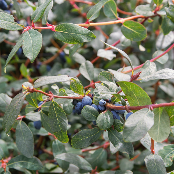 Blauwe honigbes - Lonicera kamtschatica - Willemse