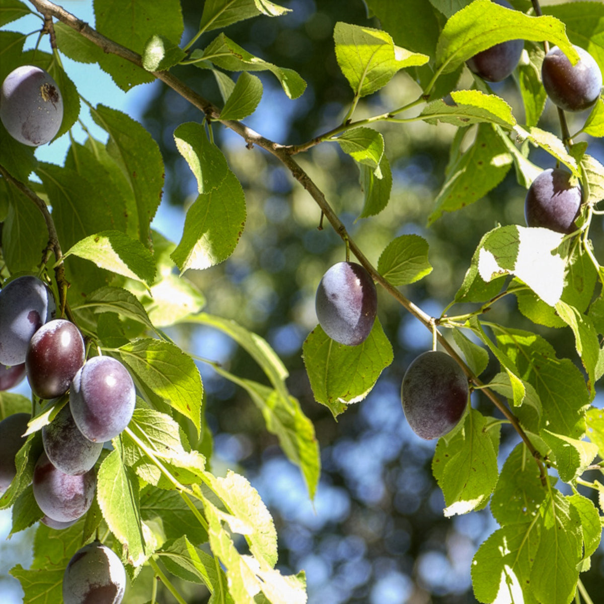 Pruimenboom 'Quetsche d'Alsace' - Willemse